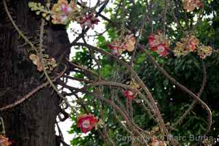 Phnom Penh Cambodia palace shorea robusta