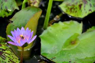 Phnom Penh Cambodia water lily palace