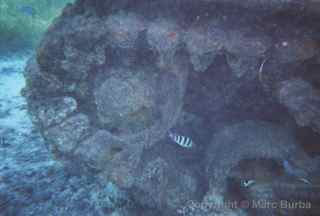 Saipan Sherman tanks Oleai Beach