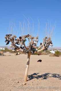 Slab City shoe tree