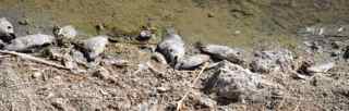 Salton Sea fish