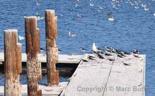 Salton Sea