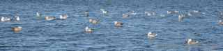 Salton Sea birds