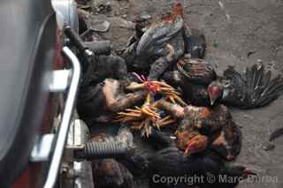 fowl, Siem Reap Cambodia