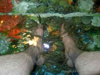 doctor fish, Siem Reap Cambodia