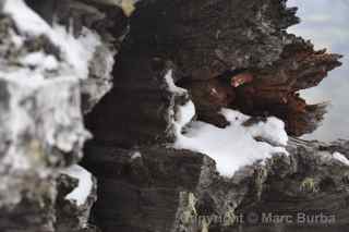 mount st. helens snow