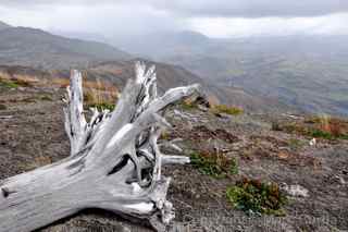 mount st. helens tree