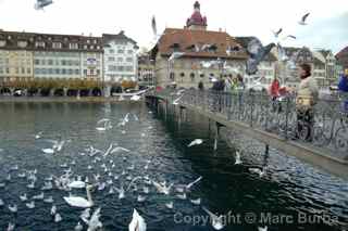 Lucerne, Switzerland birds