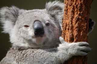 Sydney Wildlife World koala