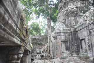 Ta Prohm, Cambodia, trees