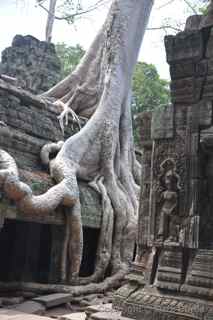 Ta Prohm, Cambodia, roots
