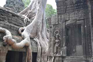 Ta Prohm, Cambodia, trees