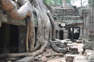 Ta Prohm, Cambodia, roots