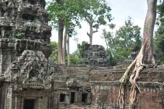Ta Prohm, Cambodia, trees