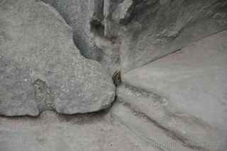 Ta Prohm, Cambodia, lizard