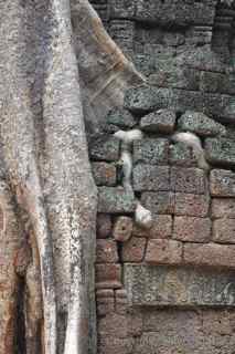 Ta Prohm, Cambodia, roots