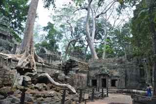 Ta Prohm, Cambodia, roots