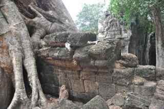 Ta Prohm, Cambodia, tree