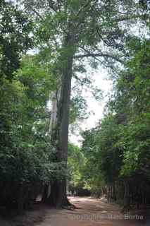 Ta Prohm, Cambodia, tree