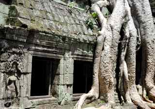 Ta Prohm, Cambodia, tree roots