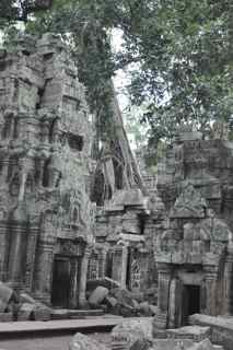 Ta Prohm, Cambodia, trees