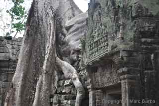 Ta Prohm, Cambodia, trees