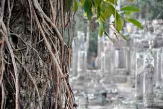 Angkor Thom, Bayon banyan tree