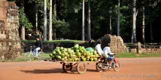 Angkor Thom coconuts