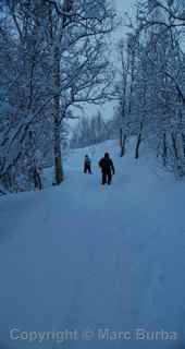 Dogsledding Lyngsfjord Adventures Norway