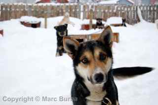 Dogsledding Lyngsfjord Adventures Norway