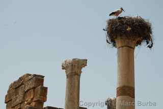 Volubilis roman ruins