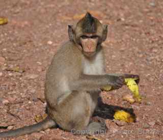 Angkor Wat monkey