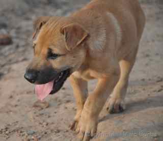 Angkor Wat puppy